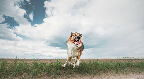 Dog standing on field against sky