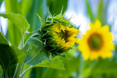 Close-up of yellow flowering plant