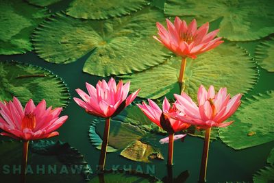 Close-up of pink water lilies