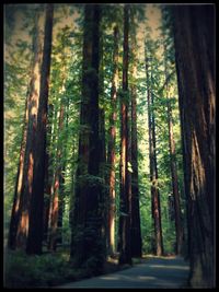 Road passing through forest