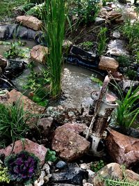 High angle view of plants growing on riverbank