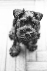 Close-up portrait of puppy