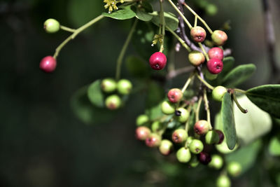 Close-up of berries growing on tree