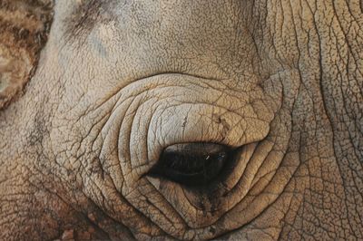 Cropped image of white rhinoceros eye