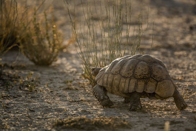 Close-up of tortoise on land