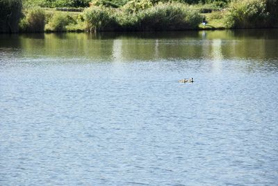 View of ducks swimming in lake