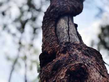 Close-up of tree trunk