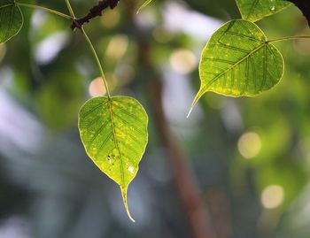 Close-up of green leaf