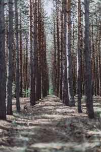 Pine trees in forest