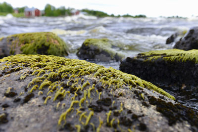 Close-up of moss on rock