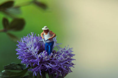 Close-up of purple flowering plants