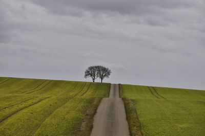 Trees on field against sky