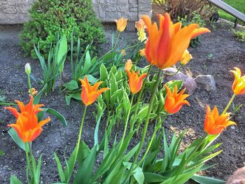 High angle view of orange crocus blooming outdoors