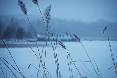 Stalks on snow covered landscape