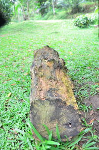 Close-up of tree stump in forest