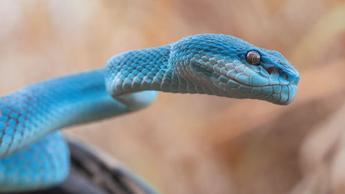 Blue viper snake