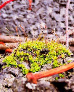 Close-up of plants growing on field
