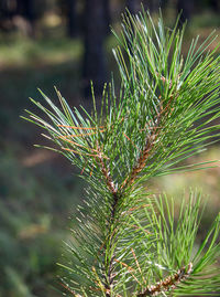 Close-up of pine tree