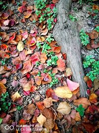 Full frame shot of multi colored leaves