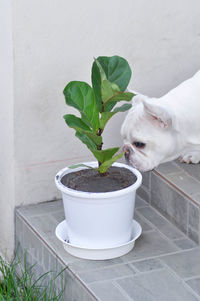 White dog in pot against wall