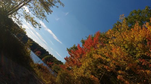 Low angle view of trees against sky