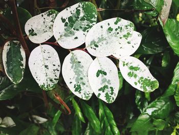 Close-up of plants against blurred background