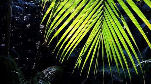 Close-up of palm leaf