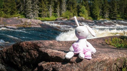 View of stuffed toy on rock in forest