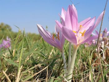 Close-up of pink crocus flowers on field against sky