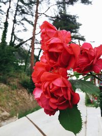 Close-up of red flowers