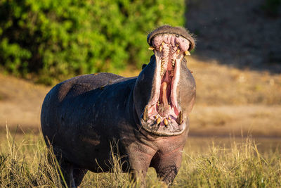 Hippopotamus with mouth open standing on grassy field