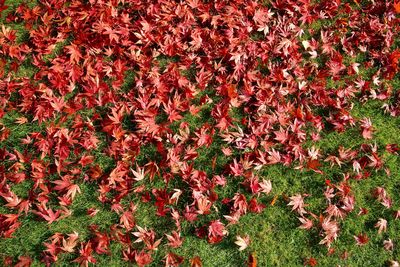 Full frame of red leaves on field