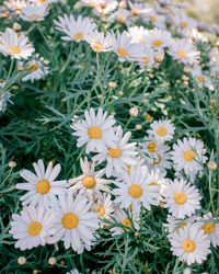 High angle view of white daisy flowers on field