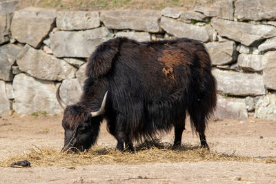 Side view of elephant on field