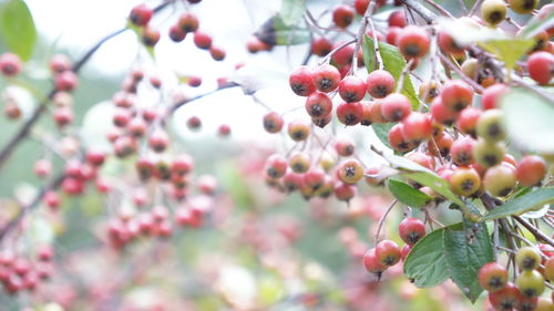 fruit