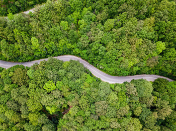 High angle view of road amidst trees