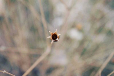 Close-up of insect