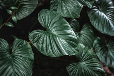 Close-up of leaves