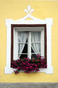 Close-up of pink flowering plant on window of building
