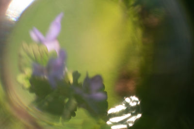 Close-up of purple flowering plant