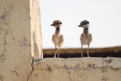 Close-up of young birds perching on retaining wall against sky