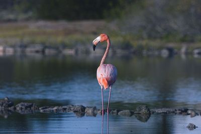 Close-up of bird in lake