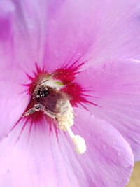 Close-up of honey bee on pink flower