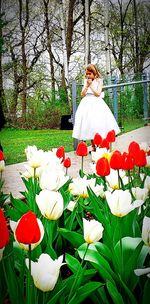 View of woman and white tulips