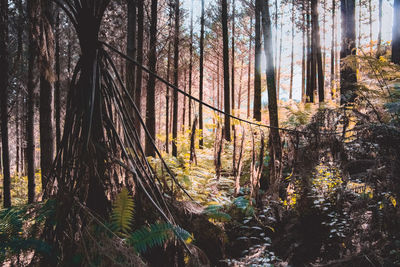 Trees in forest