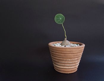 Close-up of potted plant on table against black background