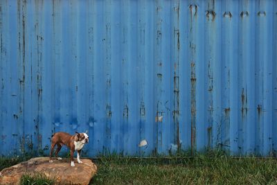 Portrait of french bulldog outdoors