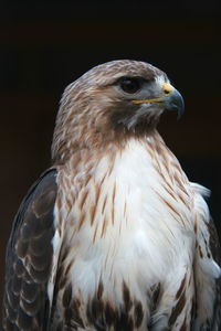 Hawk facing right dark background