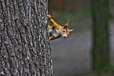 Squirrel on tree trunk