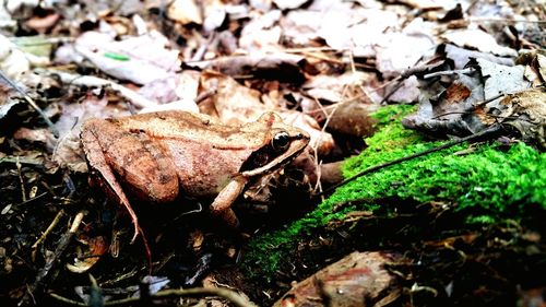 Close-up of lizard